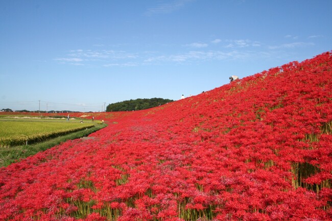 【愛知県半田市】童話「ごんぎつね」の舞台に咲く300万本の彼岸花新美南吉のふるさとを旅する「ごんの秋まつり」開催