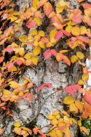 赤城白樺牧場秘密の絶景ツアー(3) 赤城白樺牧場秘密の絶景ツアー(3)