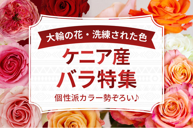 ケニア産バラ特集9月26日～スタート！｜花の卸通販フラワースミスマーケット