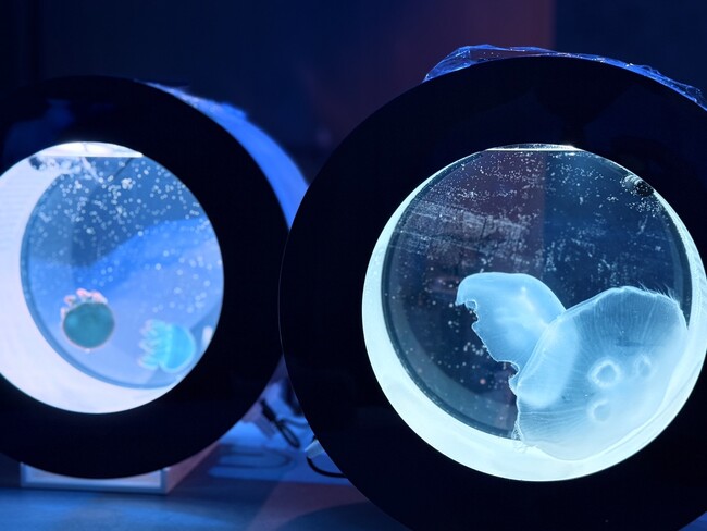 【気軽に行ける水族館のようなバー】各席からクラゲが楽しめる幻想空間へ