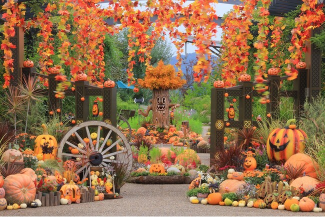 秋バラとハロウィン・ハーベスト 開催(国営越後丘陵公園)