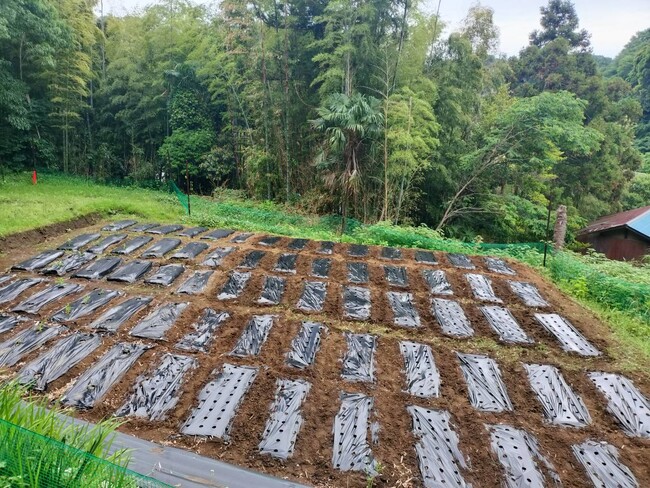 横浜市栄区の「手ぶらで来れるレンタル農園」が10/1から正式に入会者募集開始！初月の利用料が無料になるキャンペーンを開催