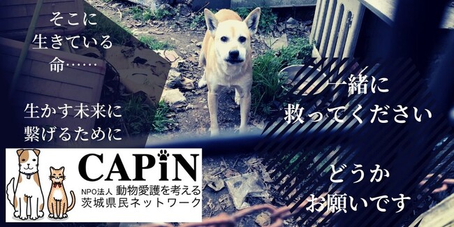 CAPIN、寄付アプリ「GOJO」動物愛護週間キャンペーンに選出