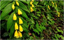 【六甲高山植物園】山里の貴婦人「キイジョウロウホトトギス」が見頃を迎えました！