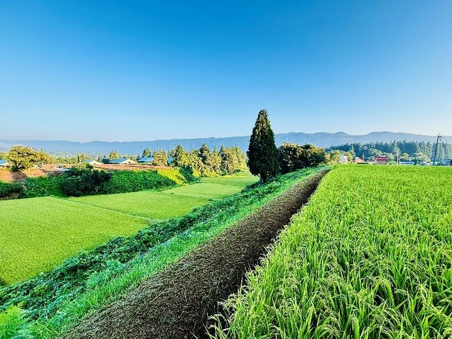長野県栄村、サヱグサ&グリーン、ふるさとチョイスが三者協働、栄村・野田沢集落のコシヒカリをふるさとチョイス限定で提供