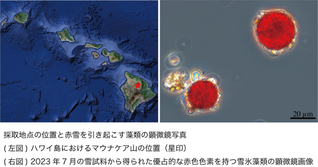 【大阪工業大学】世界で最も孤立した雪氷圏・ハワイ島マウナケア山で雪氷藻類による「赤い雪」を発見