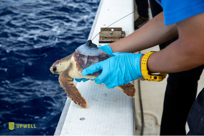 絶滅危惧種アカウミガメの「ロストイヤーズ」の謎に迫る国際共同研究、北太平洋唯一の産卵地である日本で昨年度に続く仔ガメの追跡調査を開始