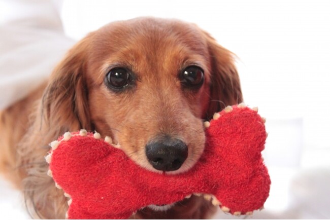 ワンちゃん用おもちゃプレゼントキャンペーン開催！兵庫・城崎温泉のリゾートホテルにて｜2025年12月19日まで