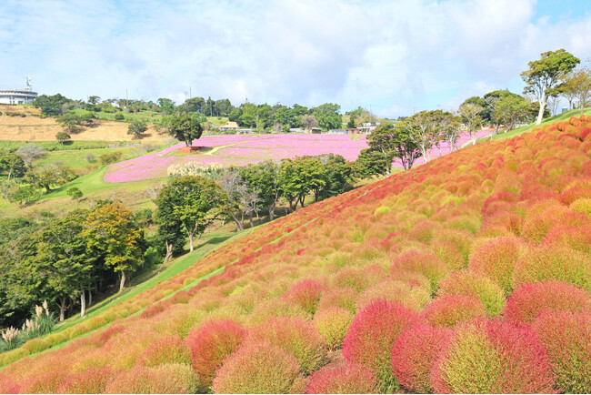 秋景色！マザー牧場のコキアが10月の3連休に紅葉ピーク予想！紅葉コキアに合わせた期間限定イベントも開催！