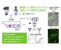 移植用ドナー豚からのウイルス感染リスクを評価する新手法を開発 異種移植の更なる安全性向上に期待 ー 摂南大学