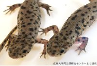 【玉川大学農学部生産農学科 共同研究成果】ヒトの7倍の巨大ゲノムを解読 ― イベリアトゲイモリが示す発生・再生・進化・行動の謎 ―