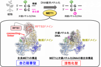 【横浜市立大学】植物DNAメチル化酵素MET1の働きをクライオ電顕で可視化