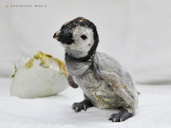 未来へつなぐ、いのちのバトン９月３０日（火）エンペラーペンギンの赤ちゃんが４年ぶりに誕生しました！１０月６日（月）よりペンギンベース１階で公開