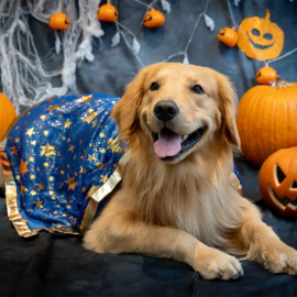 わんちゃんハロウィン仮装 わんちゃんハロウィン仮装