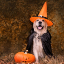 魔女に仮装したわんちゃん 魔女に仮装したわんちゃん