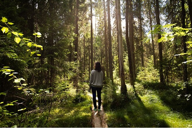 森林が育む、フィンランドの持続可能なバイオエコノミー