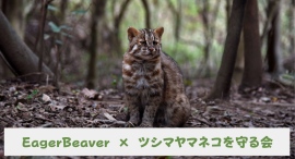 絶滅危惧種ツシマヤマネコの保護を支援大学生発チャリティーブランド「EagerBeaver」、新コラボレーションを開始