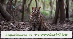 絶滅危惧種ツシマヤマネコの保護を支援大学生発チャリティーブランド「EagerBeaver」、新コラボレーションを開始