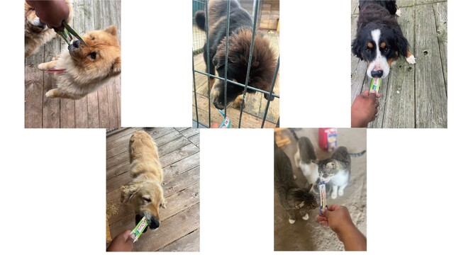 いなばペットフード　ウクライナ犬猫シェルターに第4回目のフード支援を実施