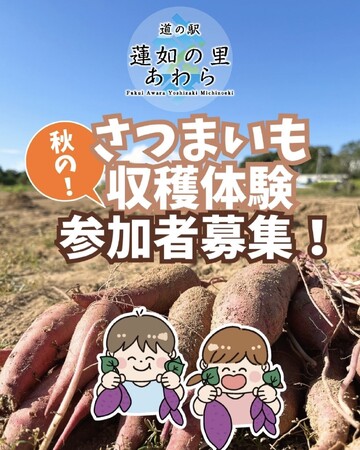 【福井県最北端の道の駅が主催】秋の味覚満喫！「さつまいも収穫体験」開催決定のお知らせ【あわら市】
