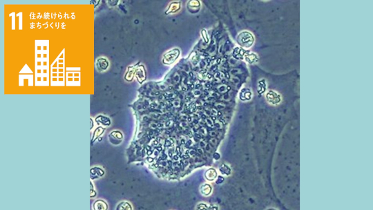 鳥の胚性幹細胞を培養する鍵は卵黄成分であることを発見