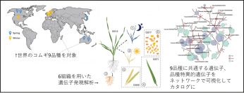 【横浜市立大学】遺伝子カタログ化によるコムギ品種間多様性の解明