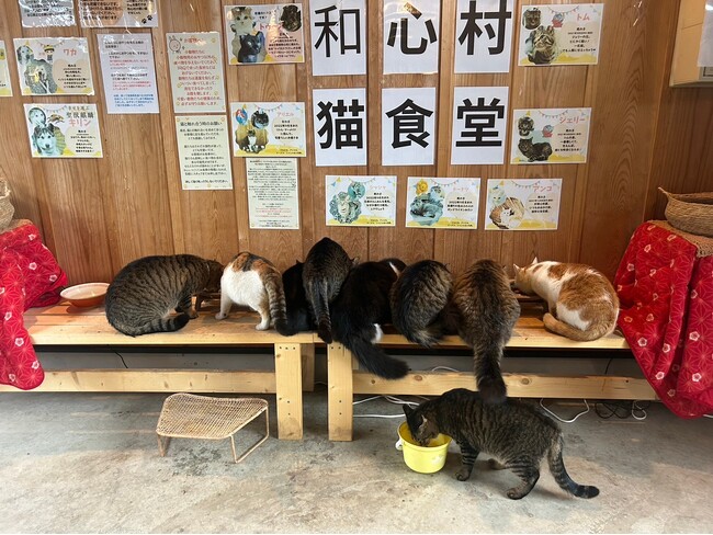 千葉古民家グランピングで【猫総選挙2025】SNSで話題。保護猫15匹が推し猫の座をかけて大激戦～豪華参加特典付き・AI技術を活用した「猫タレントショー」等、ファンへの「選挙活動」を展開する
