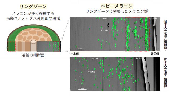 ヘアカラーの色にとって重要な毛髪領域を発見 日本人の髪色表現を広げる新ヘアカラー技術を確立