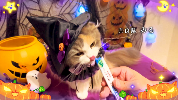いなばペットフード　「ちゅ～る」ハロウィンTVCM動画、猫ちゃん第二弾を公開！