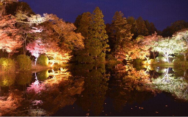 千年の森エリアを拡張し「紅葉ライトアップ」が開催決定！幻想的アートイベント「LIGHT CYCLES KYOTO(ライトサイクル京都)」が、豪華コラボを加えてパワーアップ！