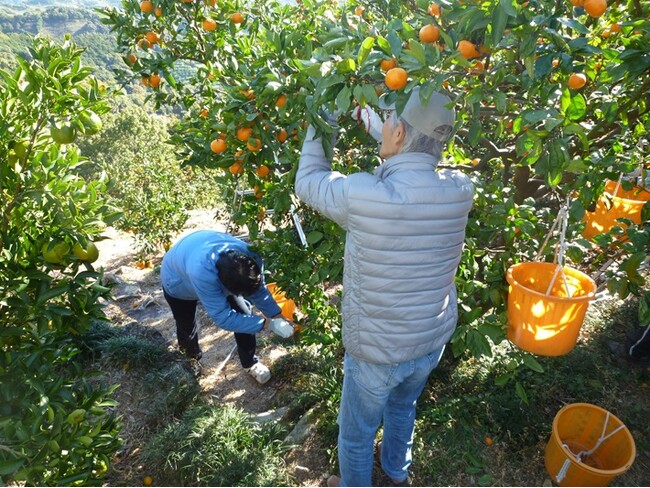 【JAF和歌山】「JAFデー みかん狩り＆みかんジュース作り体験」を初めて開催します。