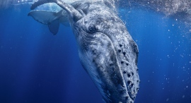 フォトグラファー右近倫太郎、国際フォトコンテスト「PX3 2025」プロフェッショナル部門で「Gold Winner」を受賞