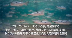 ブレインパッド、「とらふぐ亭」を展開する東京一番フーズの子会社、長崎ファームと業務提携し、トラフグの養殖効率の最適化に向けた取り組みを開始