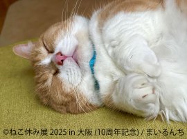 ねこ休み展 展示作品:まいるんち ねこ休み展 展示作品:まいるんち