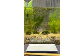 いただきます水槽 いただきます水槽