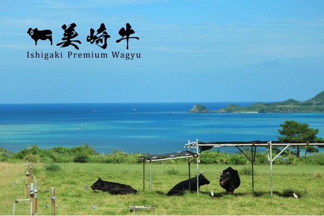 【美崎牛】石垣島から直送。「美崎牛」公式ECサイトがオープン！