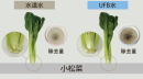 野菜汚れ落とし比較 野菜汚れ落とし比較