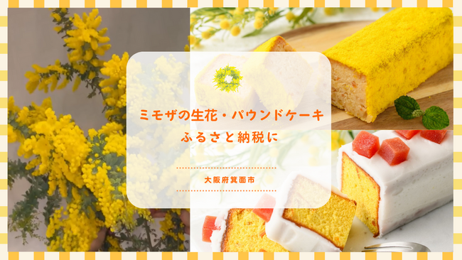 贈り物にミモザを。黄色が映えるミモザモチーフのパウンドケーキ、生花がふるさと納税限定で登場、大阪府箕面市
