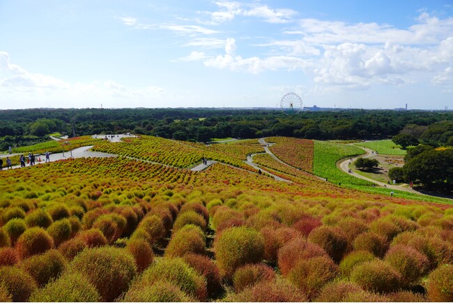 コキア “紅葉始め” となりました（国営ひたち海浜公園）