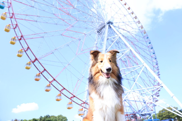 愛犬と一緒に遊園地アトラクションを楽しめる「ワンちゃん同伴遊園地イベント」の開催決定!!他、岩見沢市民が遊園地入園無料で楽しめる「オータムフェスト」開催など。