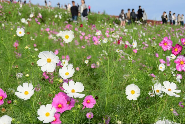 コスモスまもなく見頃です。(国営ひたち海浜公園)