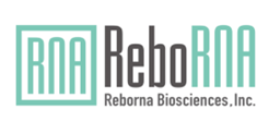 リボルナバイオサイエンス、キッセイ薬品との共同研究で最初のマイルストンを達成：Reborna Achieves First Milestone in Collaboration with Kissei