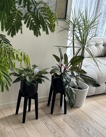 導入費用0円＆月1回訪問！サブスク型植物メンテナンスサービス「植物のお医者さん」横浜で提供開始