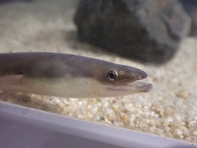 企画展「海で採れたウナギ展」を開催します！【神戸の港の水族館 atoa】