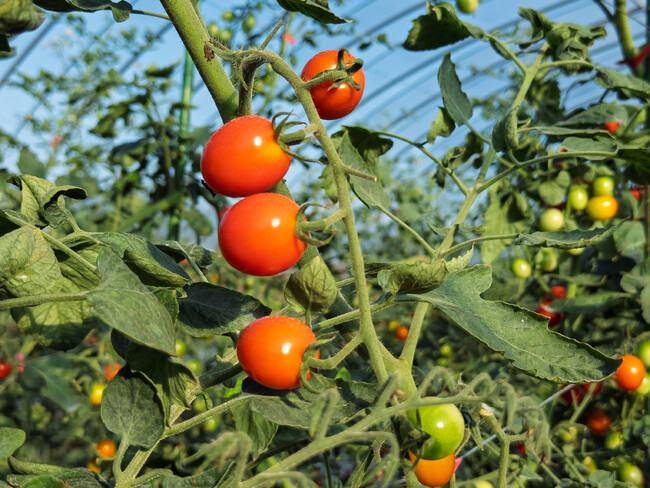 【イベント開催レポート】茨城県鉾田市で農業体験プログラム第1弾を開催し、関係人口創出に寄与