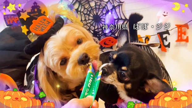 いなばペットフード　「Wanちゅ～る」ハロウィンTVCM動画、わんちゃん第二弾を公開！