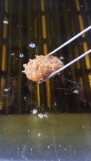 広島県産の大粒牡蠣を店内で揚げています 広島県産の大粒牡蠣を店内で揚げています