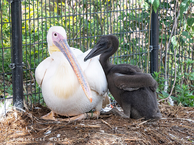 鳥たちの自然育雛に挑む、新たないのちの舞台「BIRDTOPE（バードトープ）」で４年ぶりにモモイロペリカンの赤ちゃんが誕生！