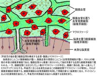 【杏林大学】保健学部 臨床検査技術学科の摂津助教、島田教授らの研究グループが早産児が全身性炎症から脳を防御する基本的な細胞メカニズムを解明！