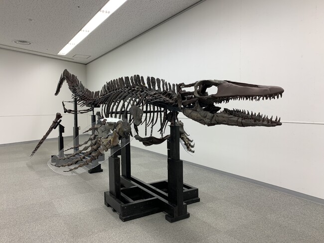 ワカヤマソウリュウロボットプロジェクト 「よみがえる古代のいのち ワカヤマソウリュウ企画展」開催 ２０２５年１０月１６日（木）よりスタート